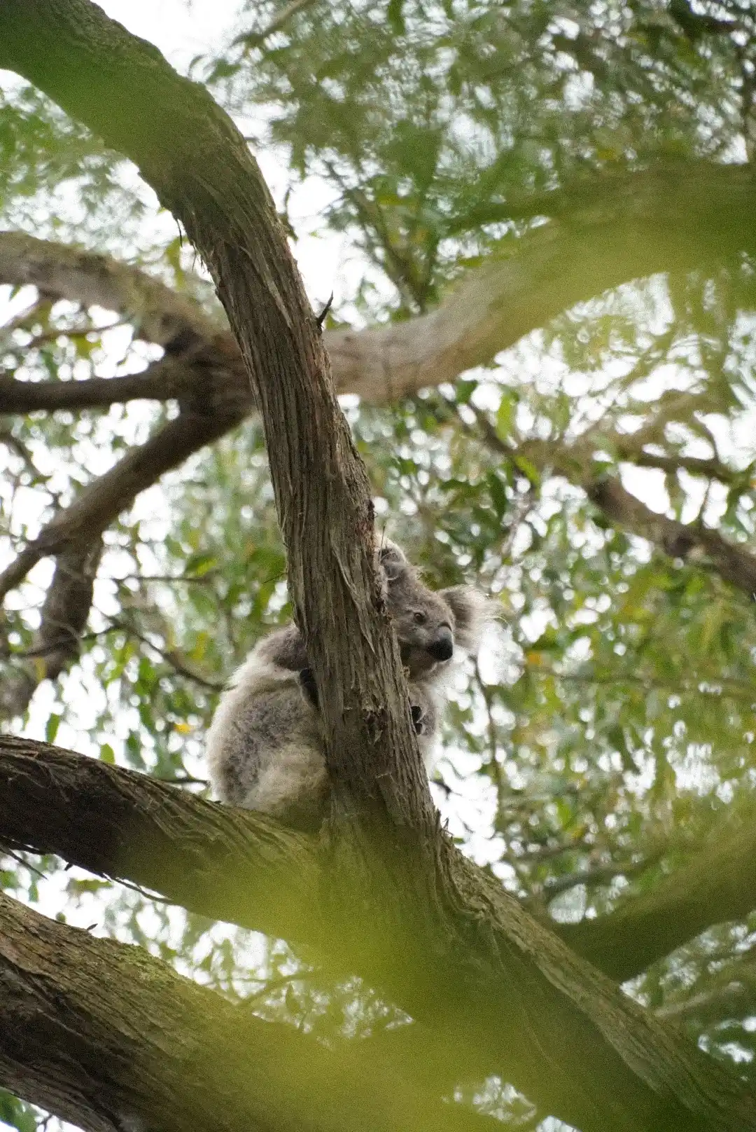 ver-koalas-australia foto koala en un árbol