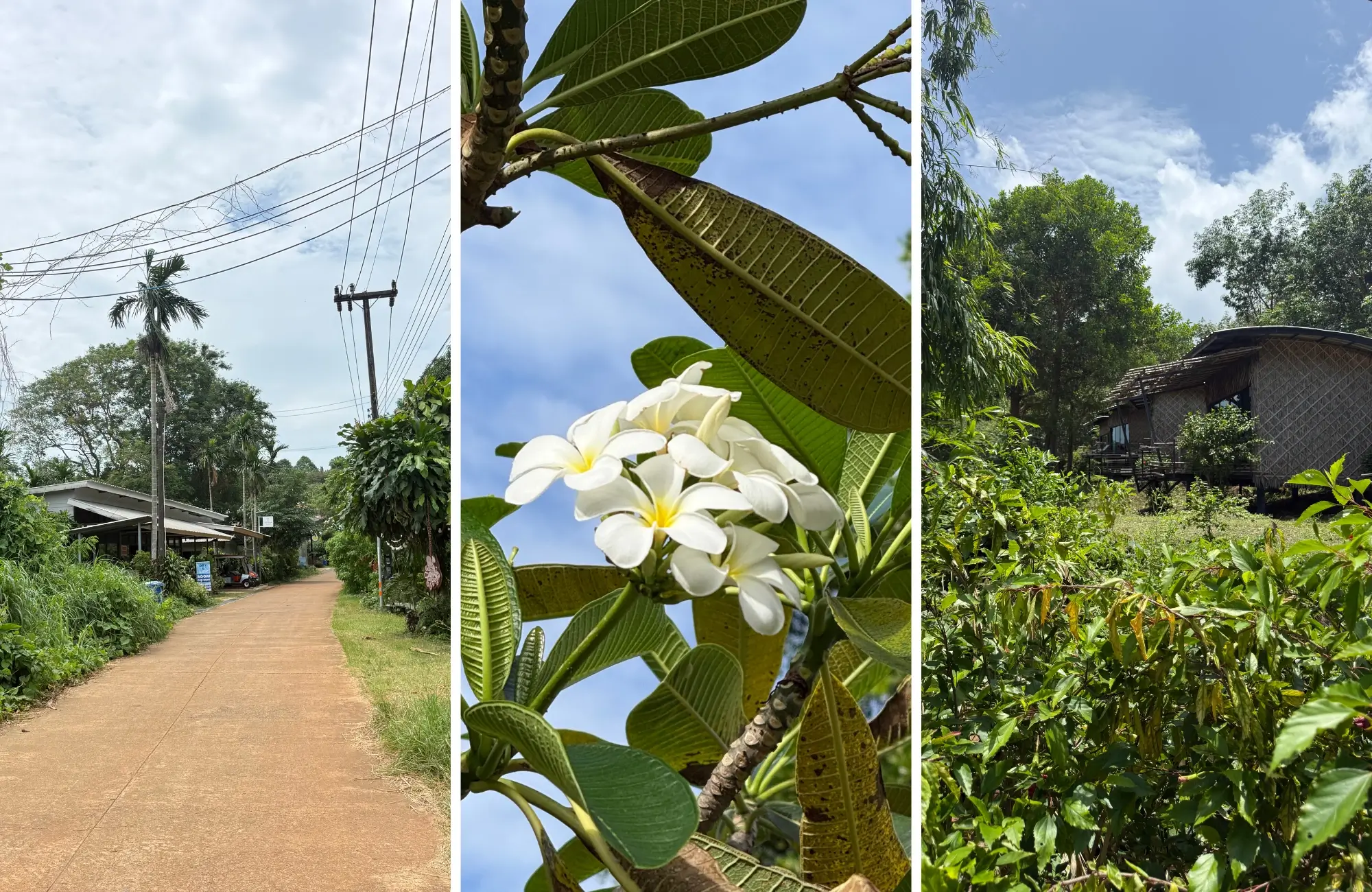 koh-mak-que-hacer Collage de Koh Mak con una carretera de tierra, flores de frangipani y un bungalow de madera